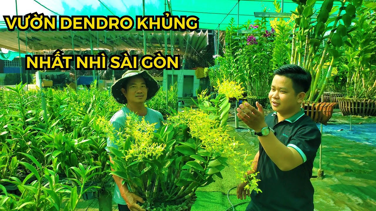 VƯỜN LAN DENDRO KHỦNG NHẤT SÀI GÒN, TRƯỚC TẾT 2022 CÓ GÌ?! #HOALANDUYPHONG