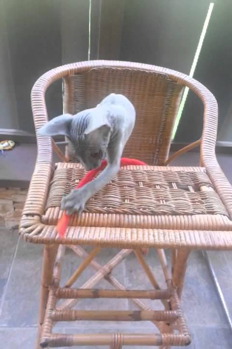Bella play