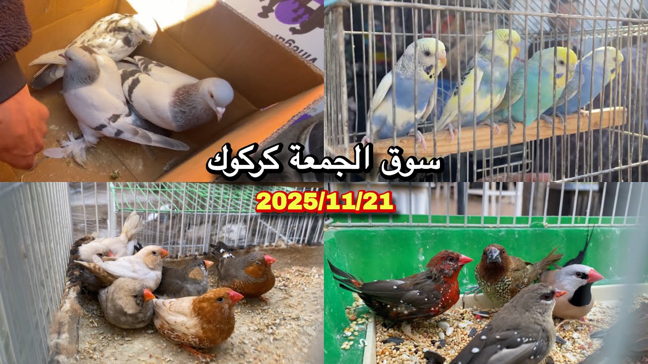 Пятничный рынок животных в Киркуке, 21 ноября 2025 г.