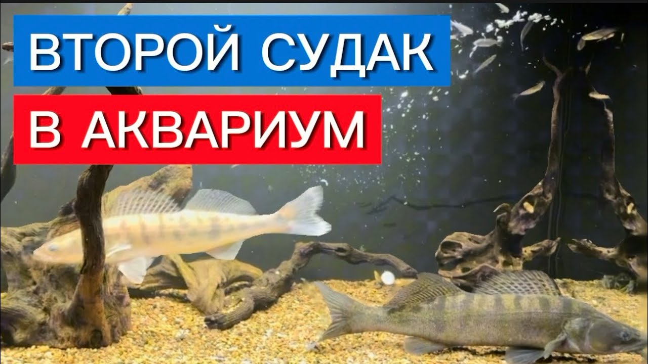 ВТОРОЙ СУДАК В АКВАРИУМ
