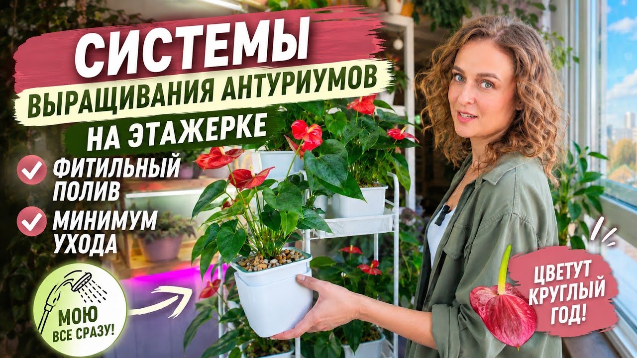 🟣🟢 ЛАЙФХАК С ЭТАЖЕРКОЙ: Еще один простой способ выращивания АНТУРИУМОВ