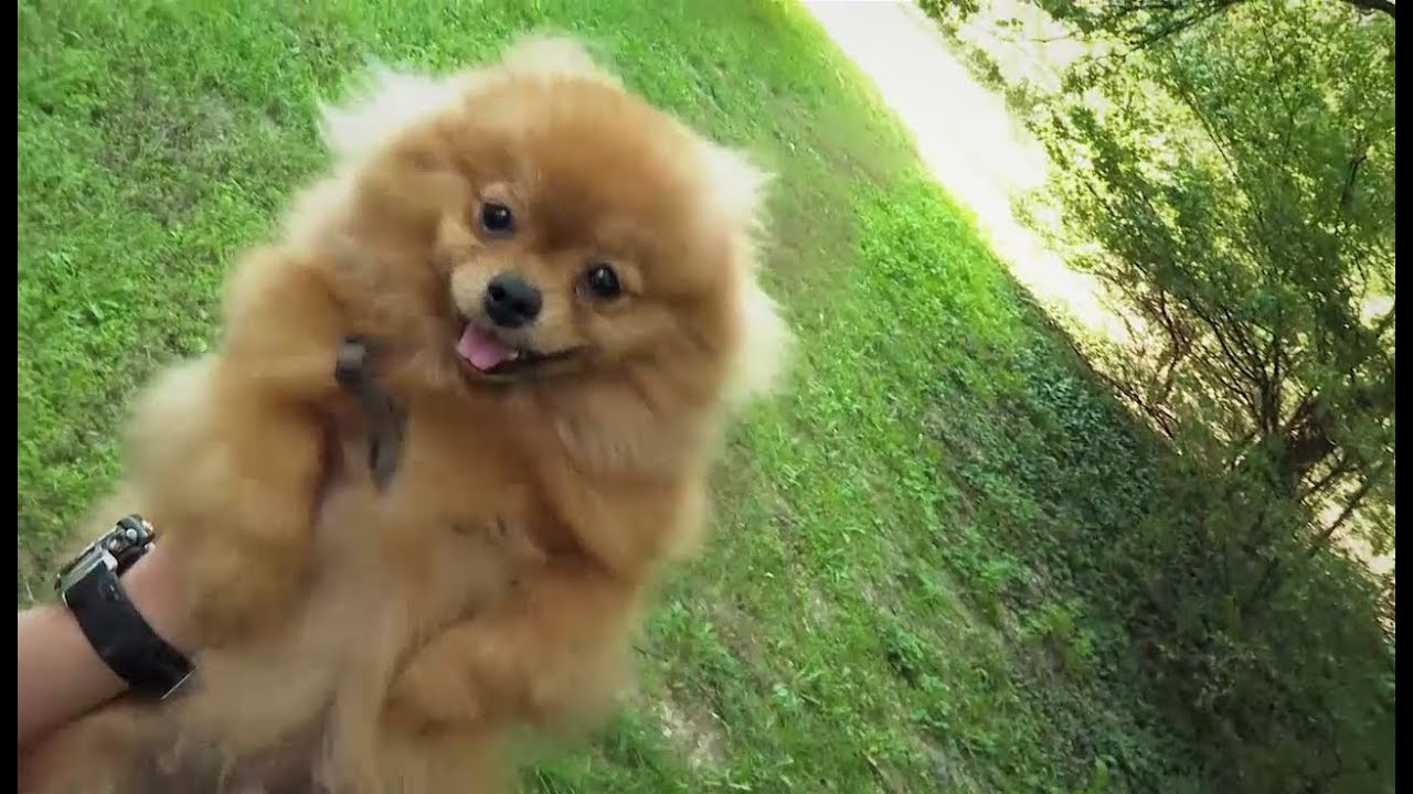 Neposlušný pes (MILÁČIKOVO)