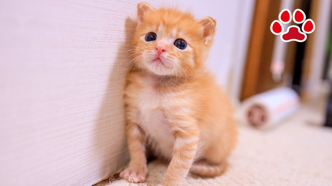 [Спасатель 21] Спазм левой половины тела, мучивший котенка, наконец ... загадочный день.