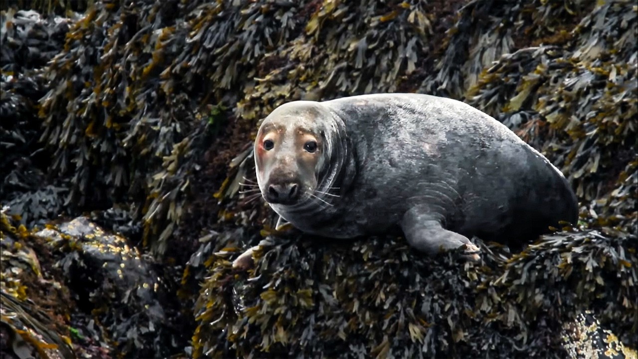 Comment ces animaux survivent aux temp&ecirc;tes de  la c&ocirc;te Atlantique