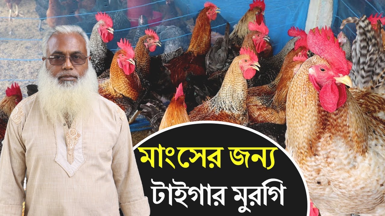 টাইগার মুরগি পালন করে লক্ষ টাকা আয়ের সপ্ন দেখছেন টাঙ্গাইলের আল আমিন সাহেব।Tiger Morgi Farming