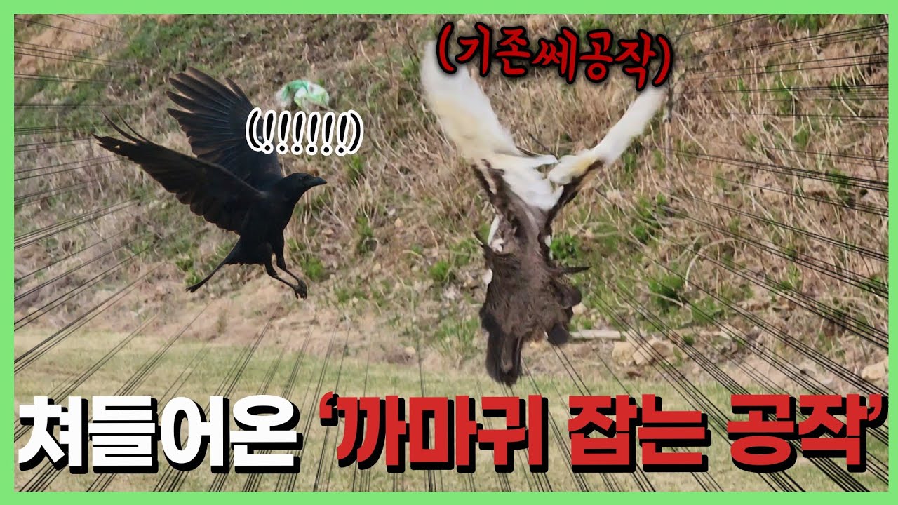 물건 훔치는 까마귀🐦‍⬛ 참교육하는 공작🦚????