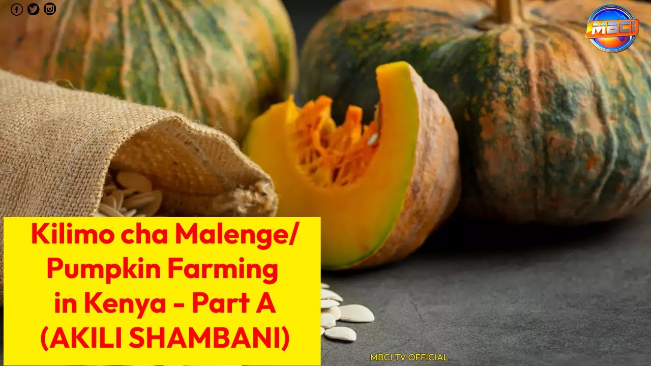 Kilimo cha Malenge/ Pumpkin Farming in Kenya Part A || AKILI SHAMBANI