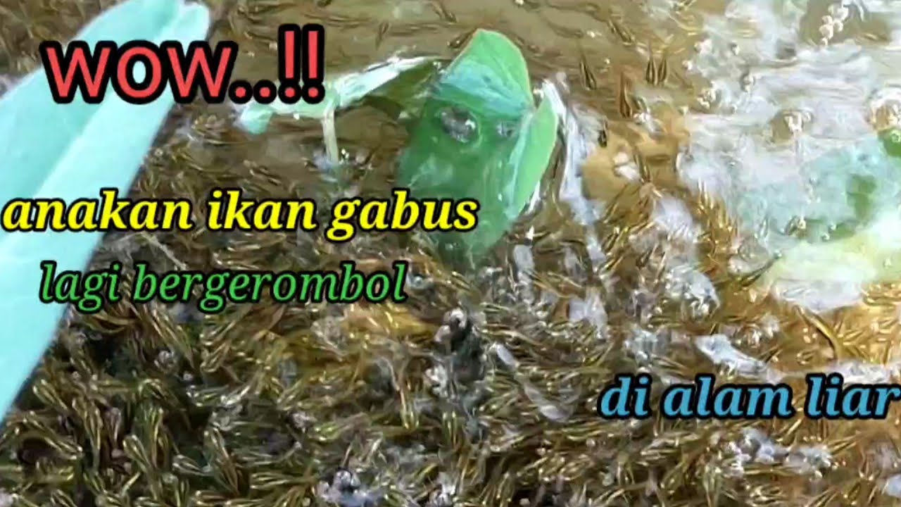 Nemu gerombolan anak ikan gabus yang masih kecil,