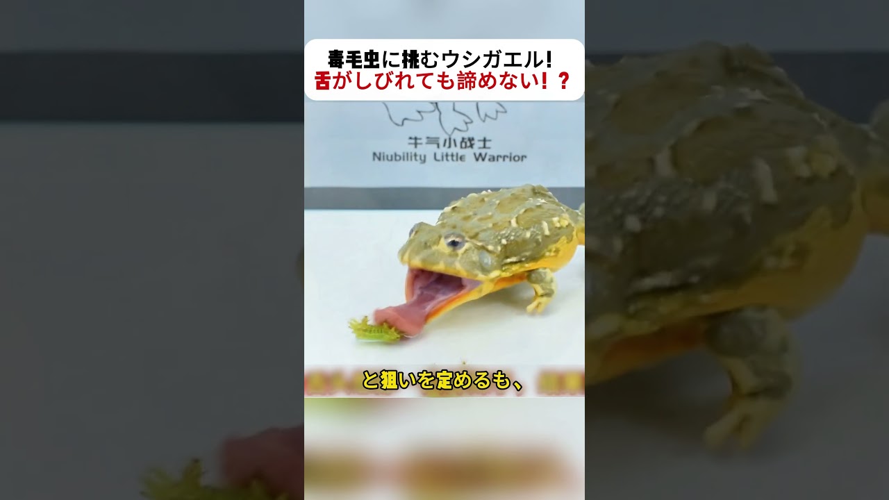 毒毛虫に挑むウシガエル！ 舌がしびれても諦めない！？ #ウシガエル #毛虫チャレンジ #動物の本能 #食べる瞬間 #ジャンプ一発