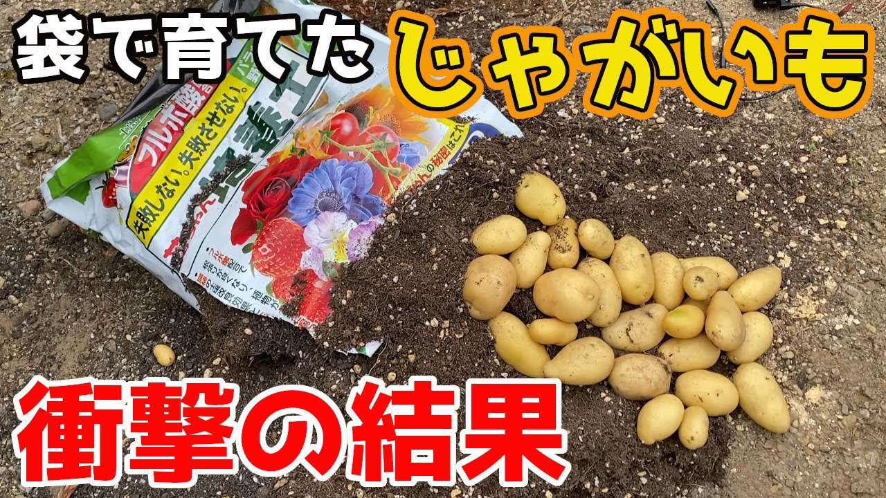 【じゃがいも】袋で育てたじゃがいもはどれくらい収穫できたか検証！【家庭菜園】