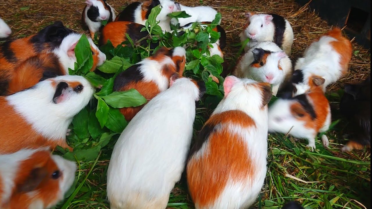 Guinea pigs eating ASMR, beautiful and cute guinea pigs eating ASMR, cute pet guinea pigs 