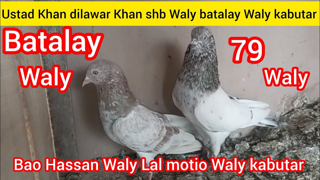 Nayaab Jody ka shoq||Batalay Wala or 79 Waly cross Jody ka shoq@nadeemahmadali2954 
