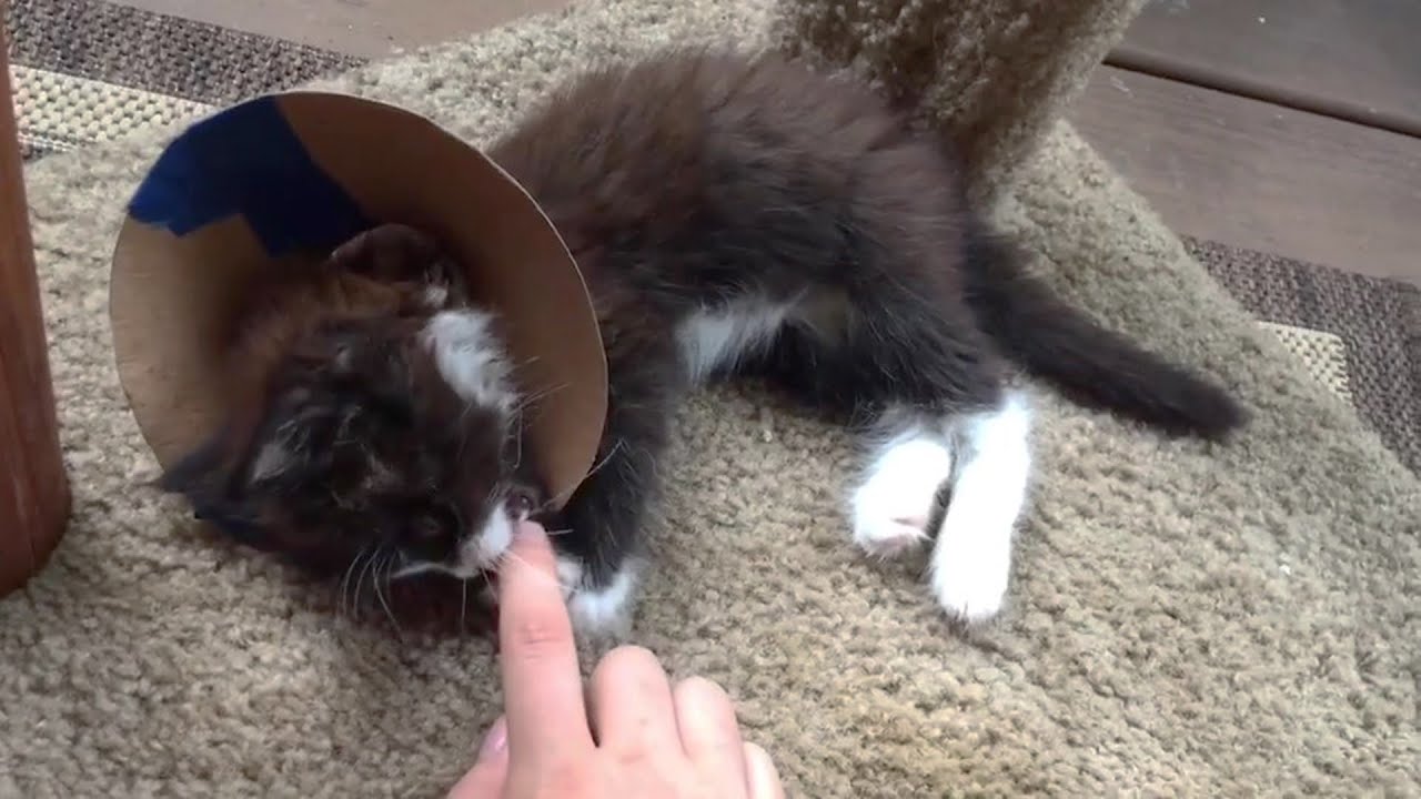 Rescue Little Kitten Has One Eye Infected Become Sassy Cat