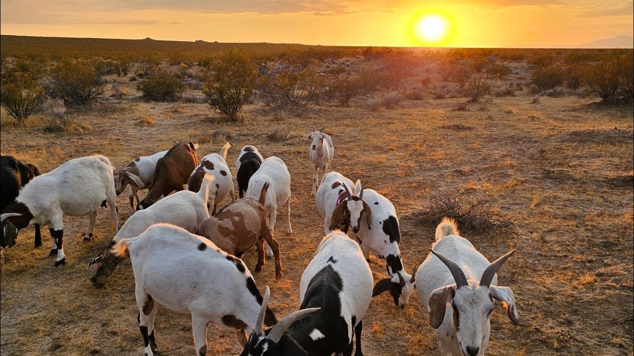 How to raise goats without alfalfa or grains + regrow your native grasses/ecosystem - Mojave Desert