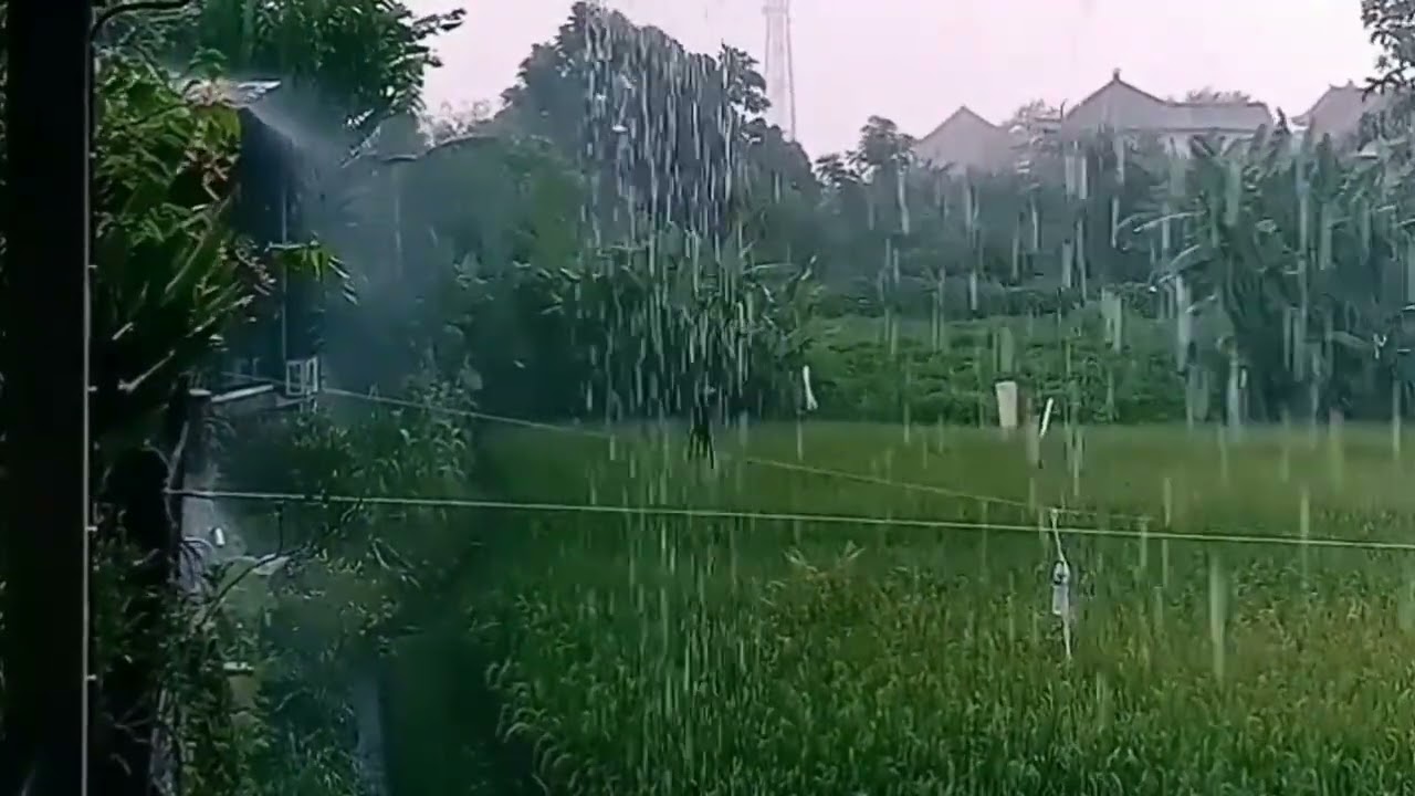 Relaxing Rain in the Rice Fields