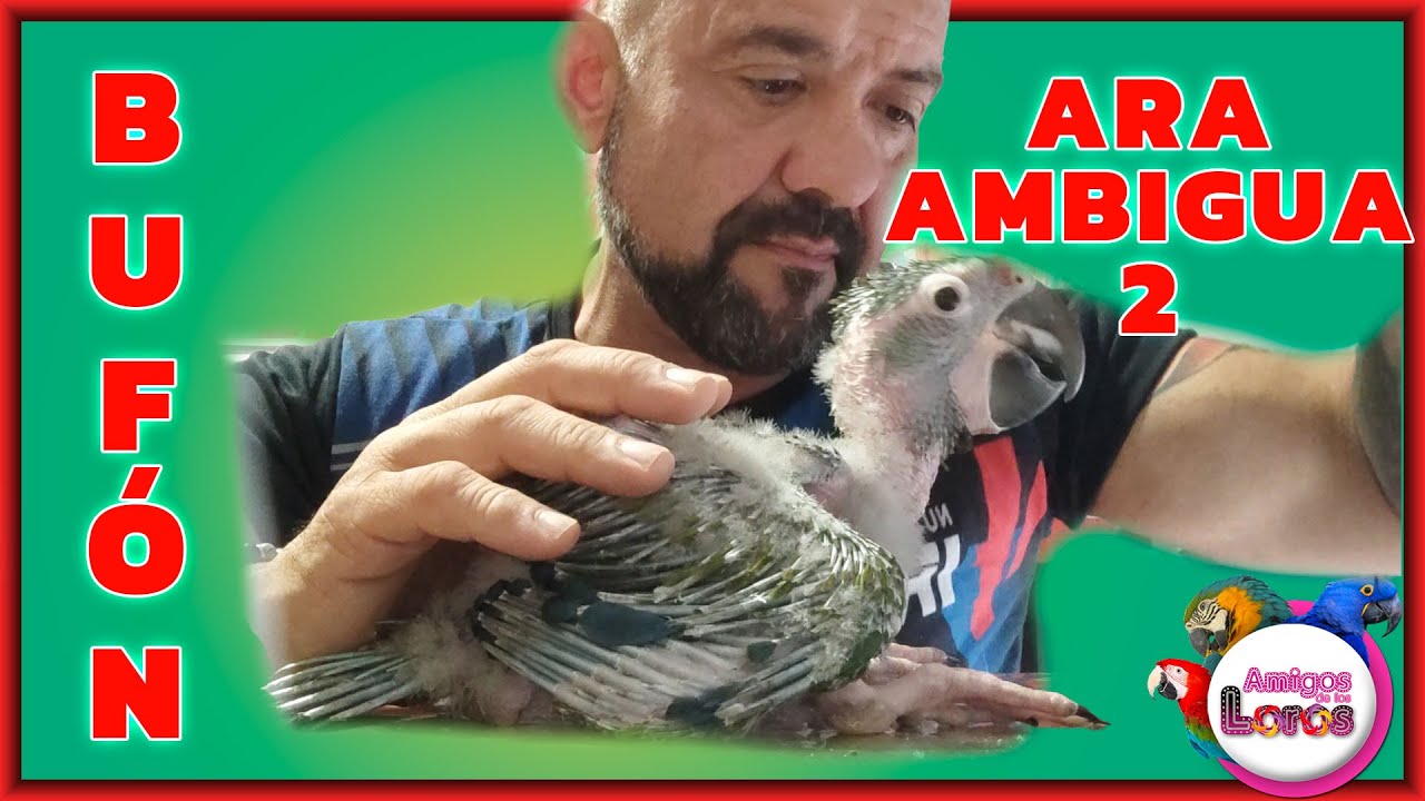 👉ARA AMBIGUA 🦜 2 SERIE