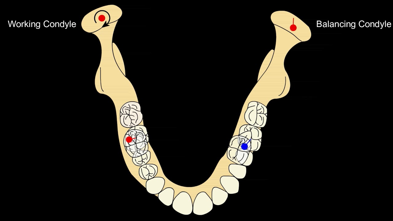 Eccentric mandibular movements (Lateral & Protrusive Movements)