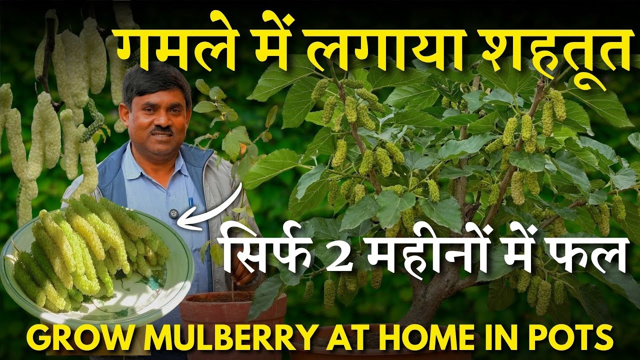 गमले में लगाया शहतूत – सिर्फ 2 महीनों में फल || छोटे-छोटे गमलों में भी लगेंगे शहतूत! || Mulberry