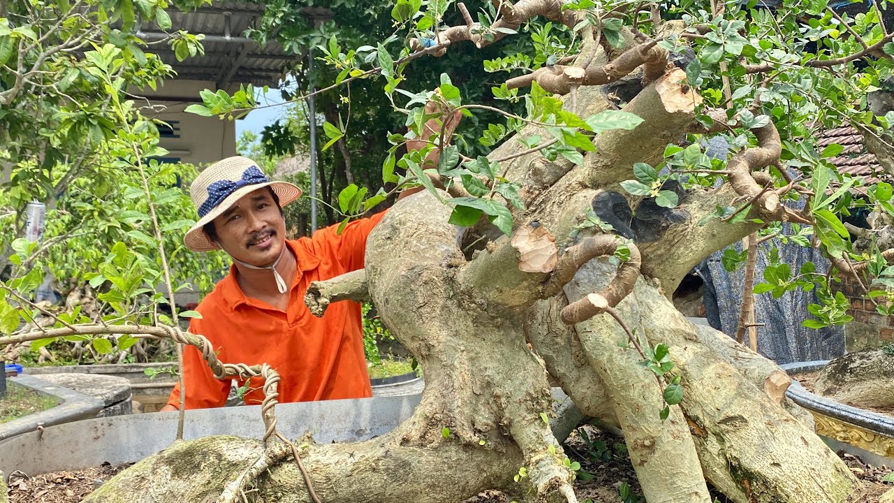 Cắt giật để có được cây duối bonsai đẹp | Duy Hai Lúa Vlog