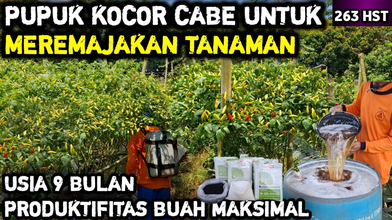🔴 PUPUK KOCOR CABE MASA GENERATIF UNTUK MEREMAJAKAN TANAMAN #petanicabesubang