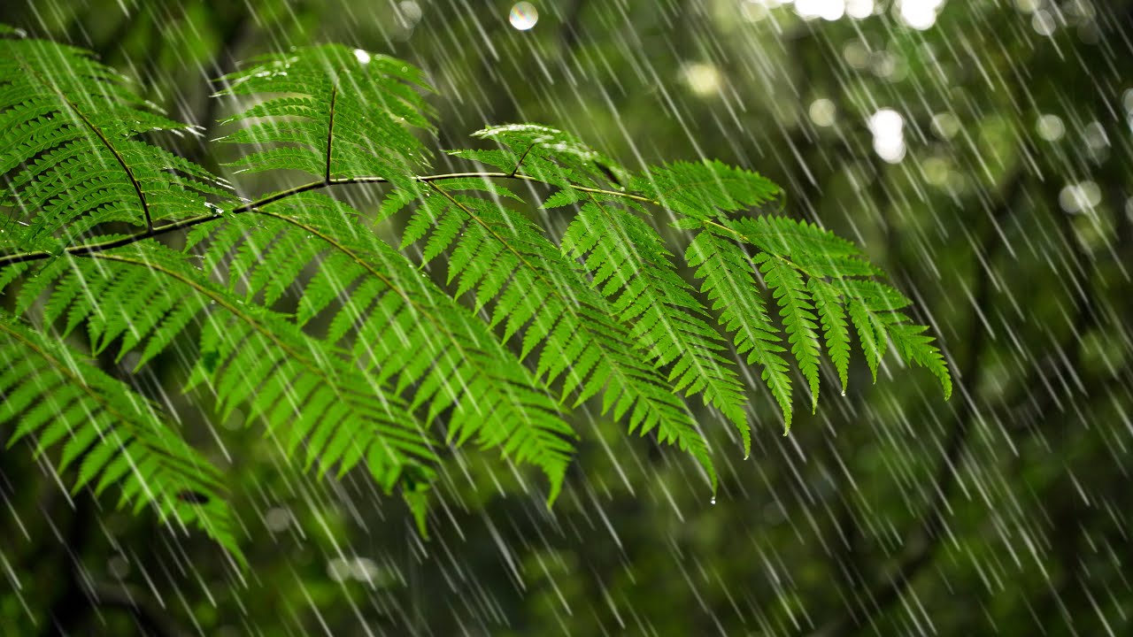 Australian Rainforest Rain Sounds for Sleeping or Focus 🌧️ White Noise Rainstorm