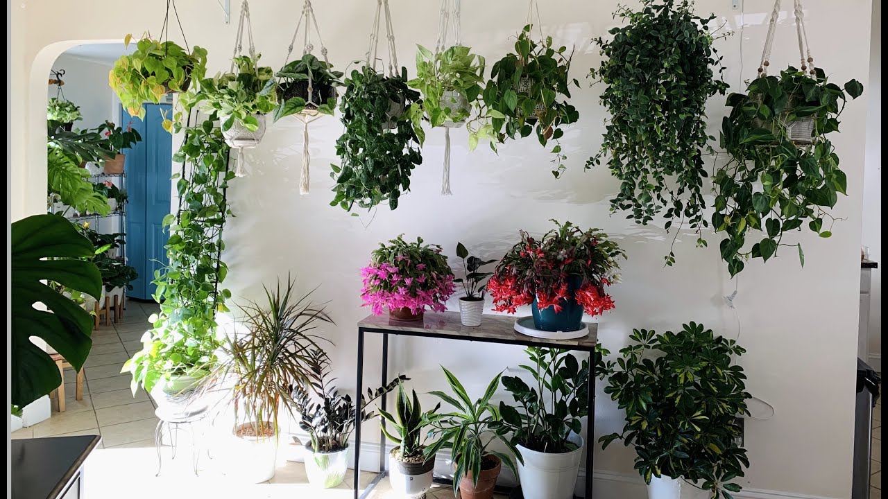 Plantas colgantes de interior pothos y philodendron/ Nuevo proyecto
