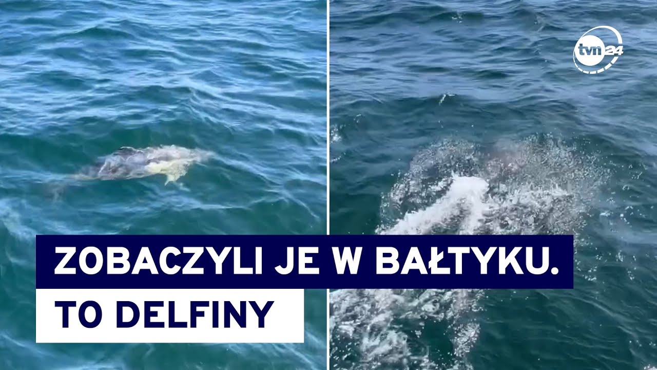 Delfiny w Bałtyku. Co za widok! @TVN24