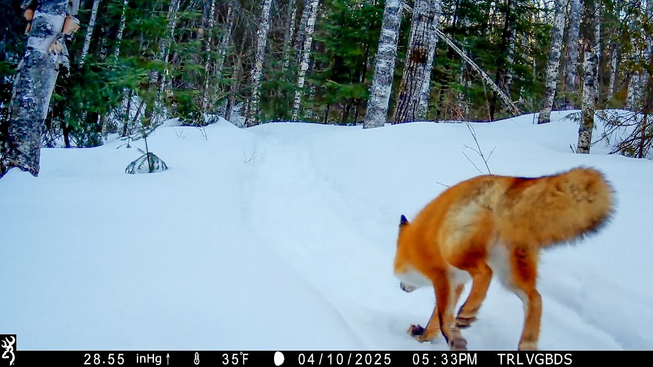Cool New Animals On The Trail Cams!