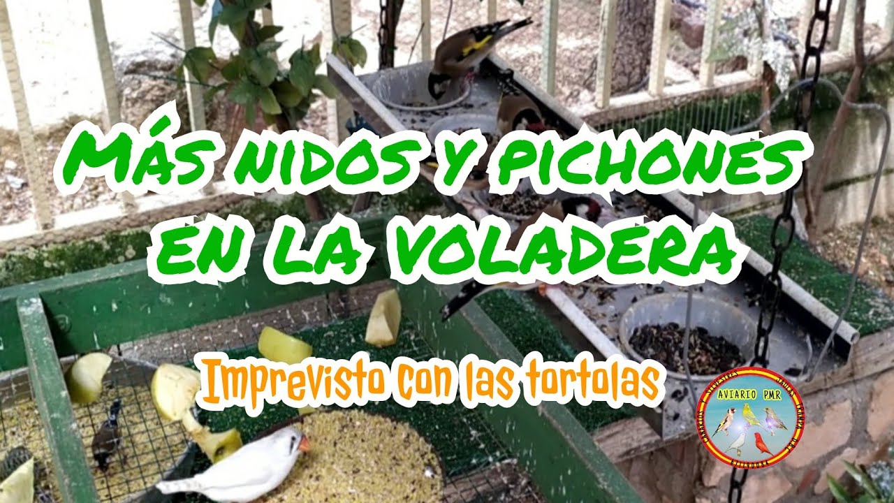 Cria en voladera 2020,  más nidos y pichones  y un imprevisto