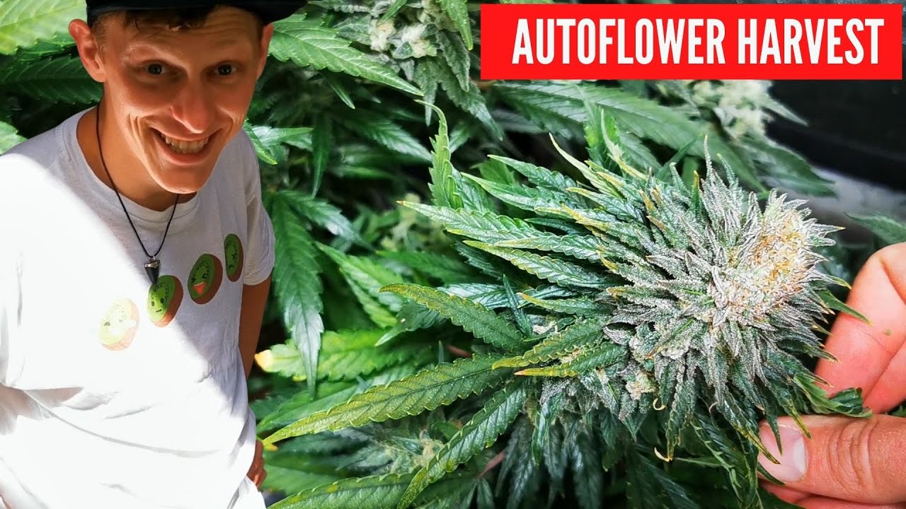 How to do an Autoflower Harvest