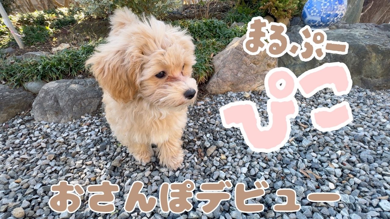 まるぷーパピー｜抱っこおさんぽデビューとお庭トレーニング＃子犬 ＃成長記録＃puppy