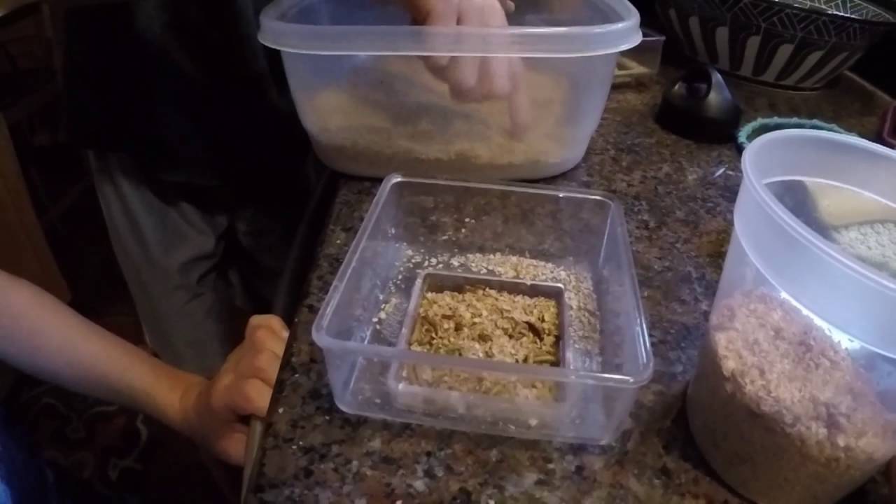 Mealworm feeder setup and wren visit