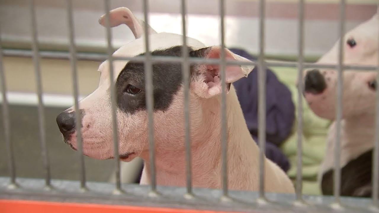 Animal shelter being forced to euthanize some dogs due to overcrowding