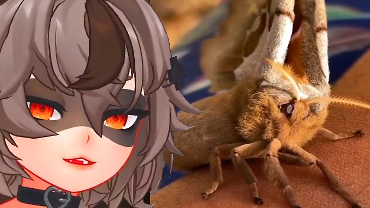 Unexpected pretty... MOTH? VTUBER SNUFFY REACTION