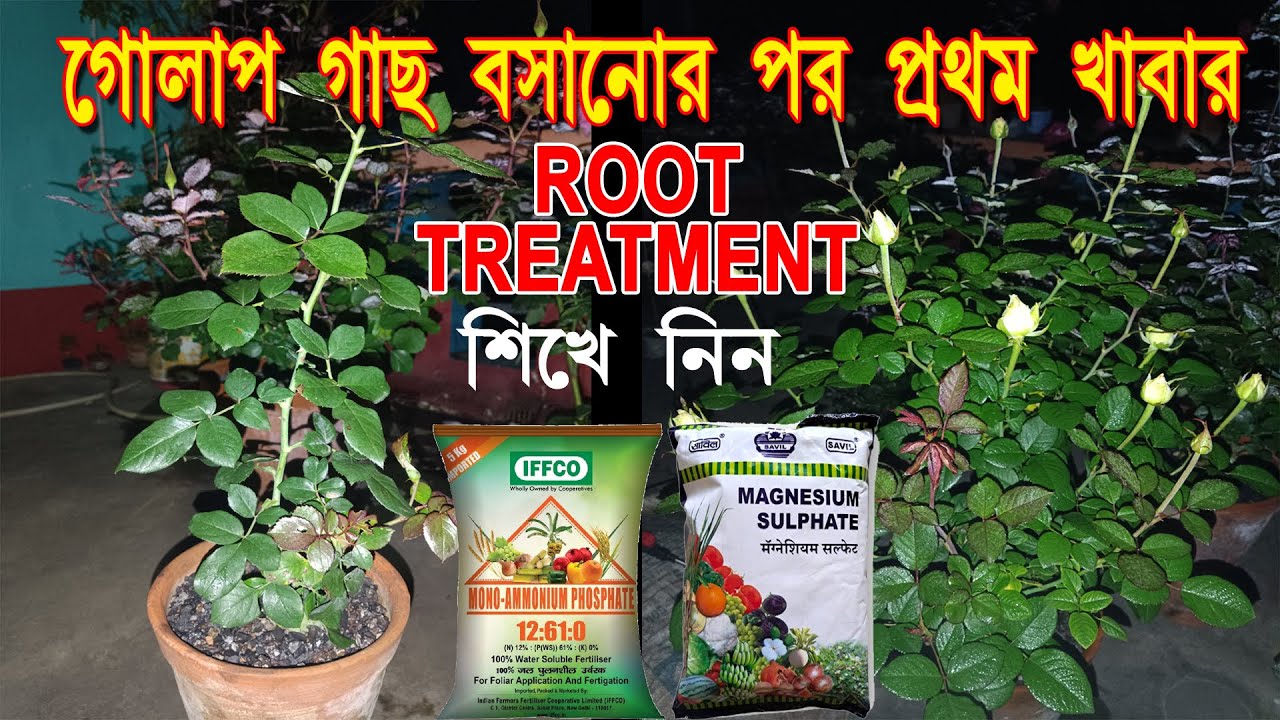 First Feeding Rose plant |12:61:00 + Mgso4 Root Treatment | Bagan Bari Bapan