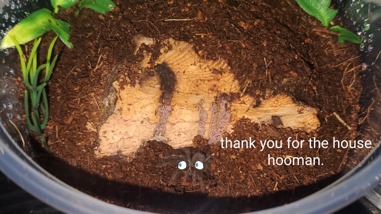 Unboxing 8 New Tarantulas! (200 Subscriber Special!)