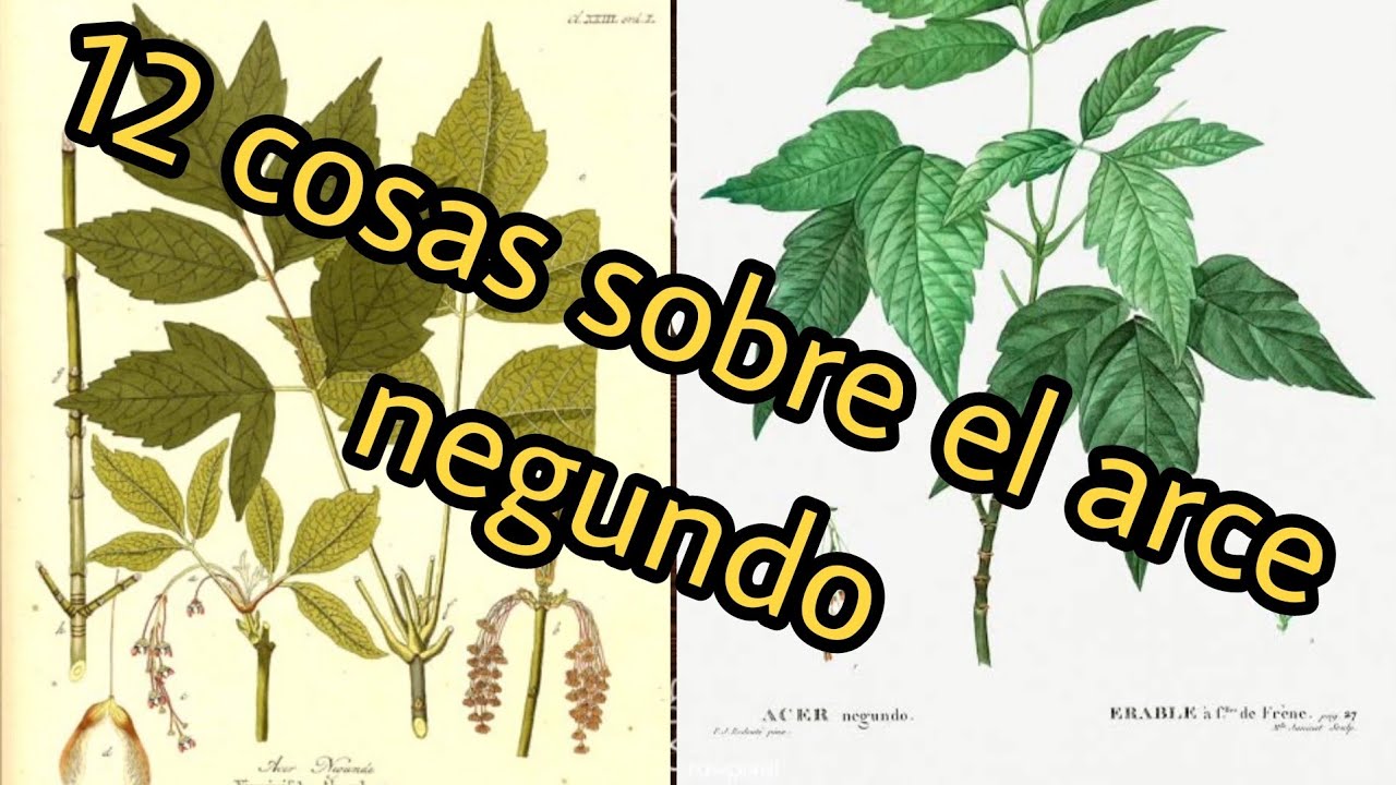 12 cosas sobre el arce negundo / box elder maple