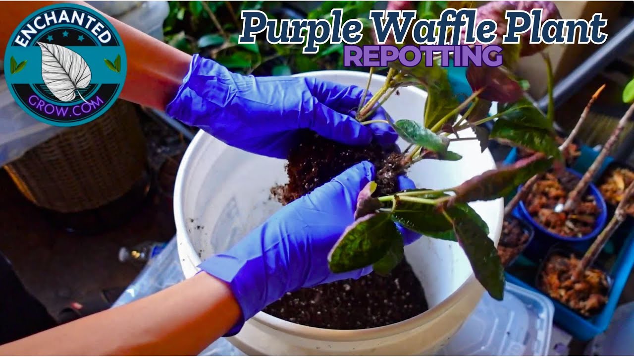 How to Separate and Repot Purple Waffle Plant: Step-by-Step Guide for Success