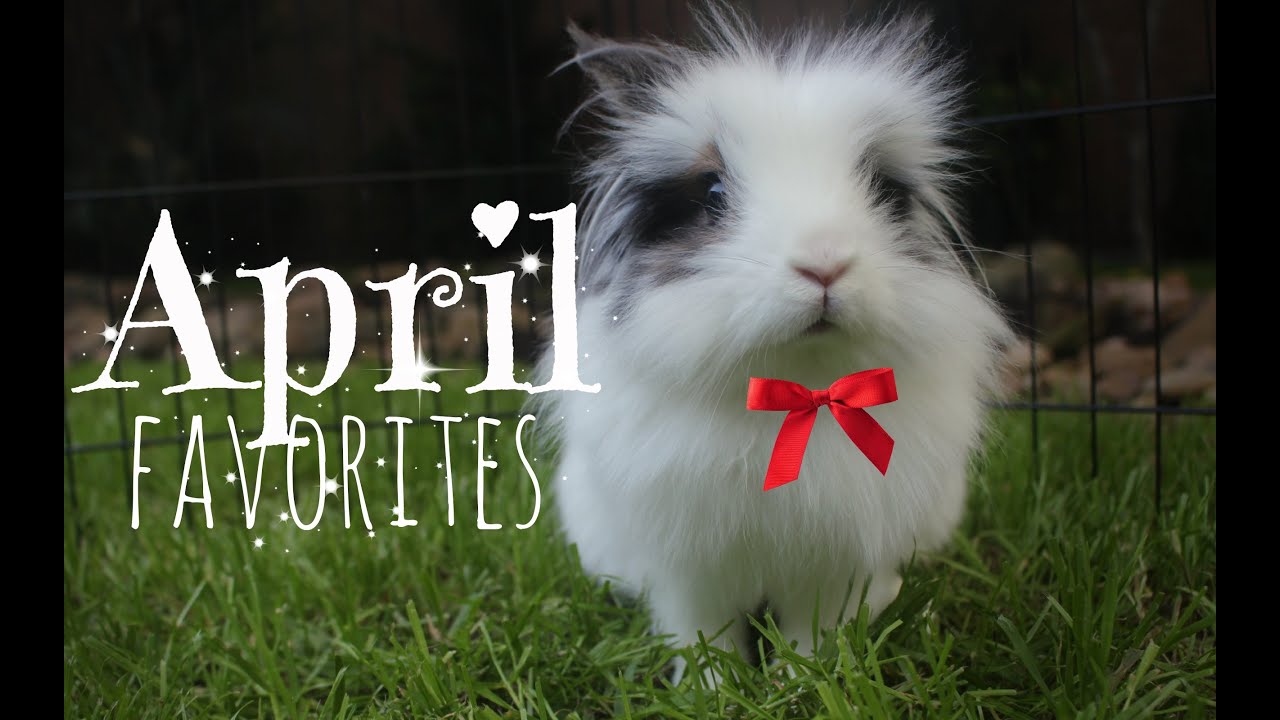 April Favorites | Bunny 2015