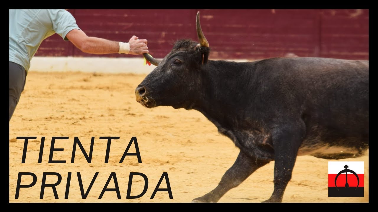 TENTADERO 🐮​ de vacas y novillas (2023) ⚪​🔴​⚫​