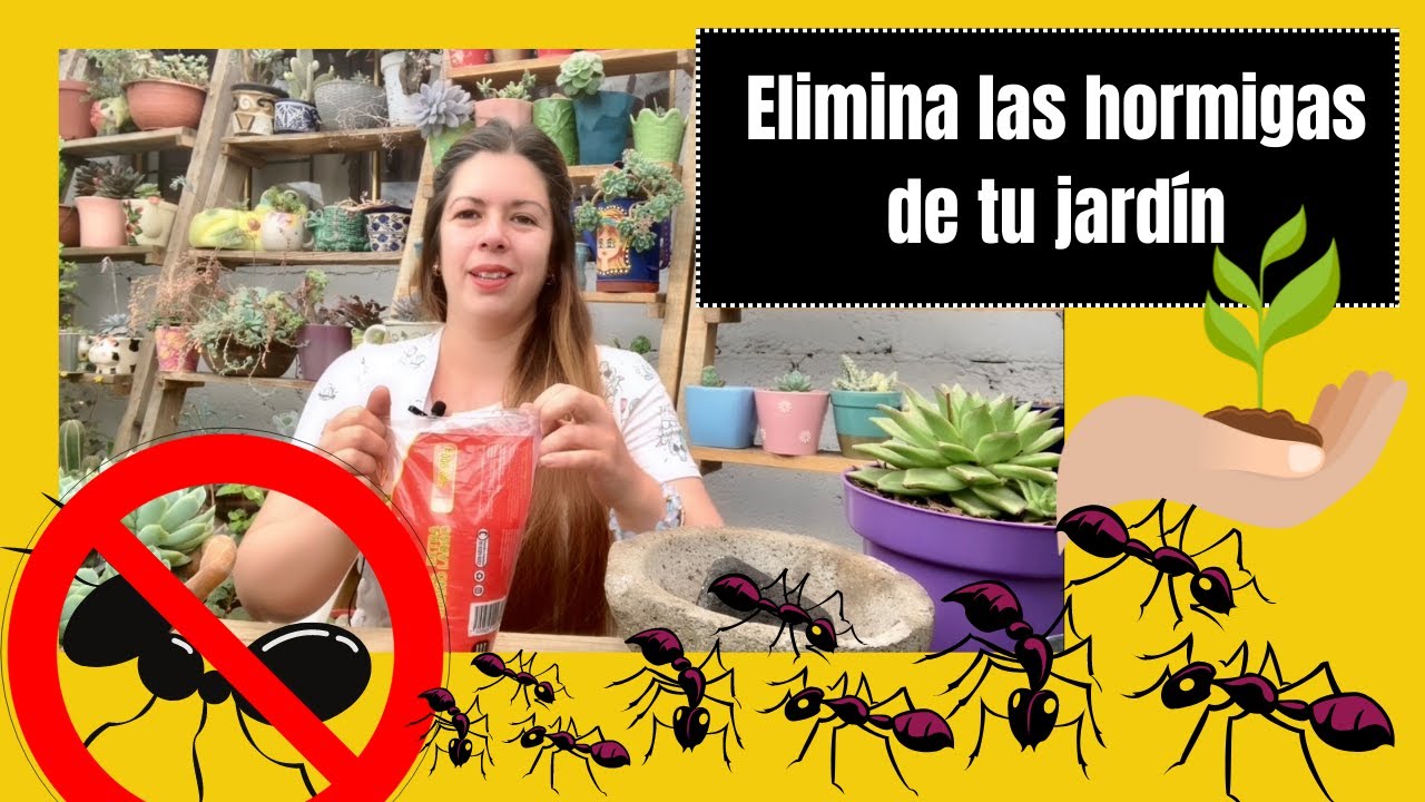 Cómo eliminar hormigas de mi jardin, huerta o casa! 🐜