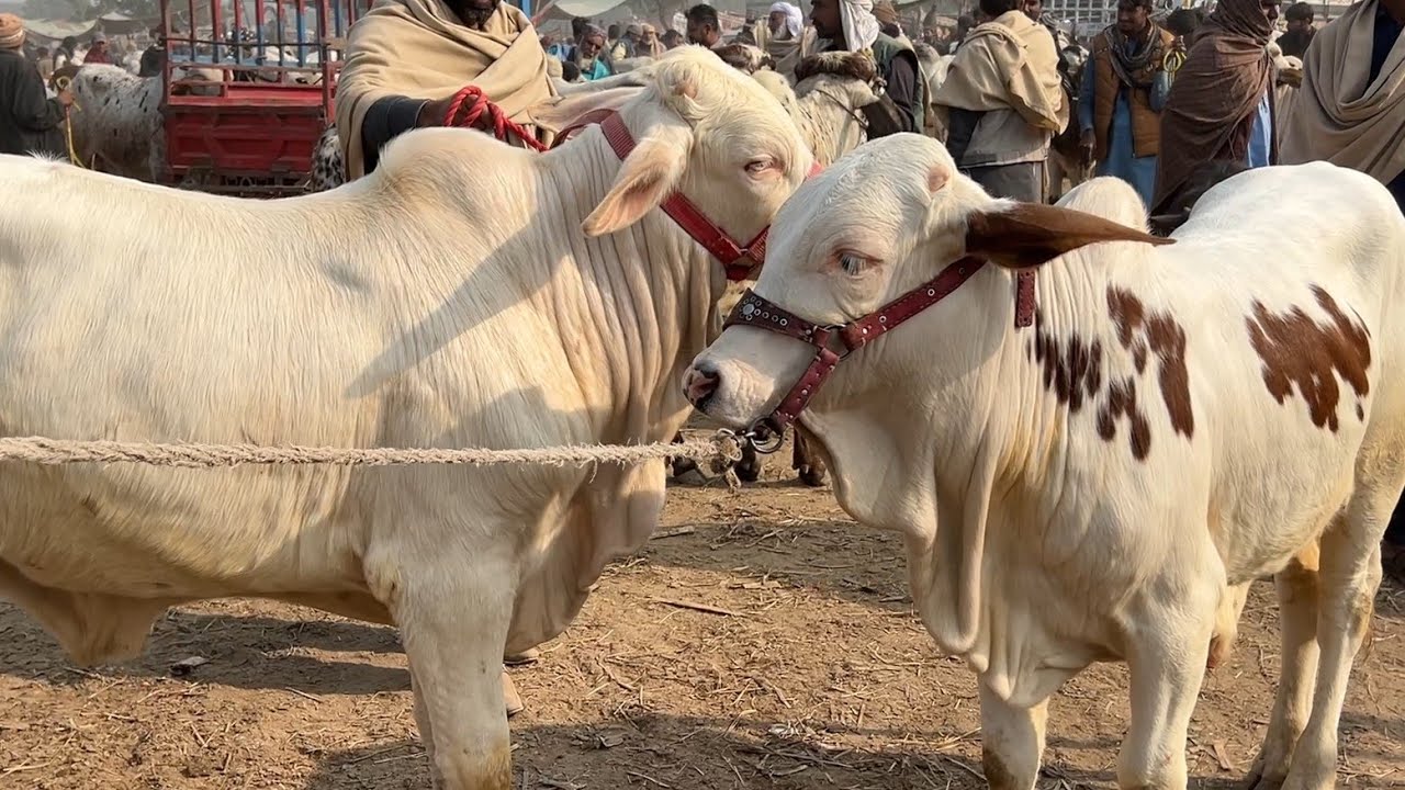 Qurbani 2027 K & Zero Size Fancy Bachy|#Mandivisit|