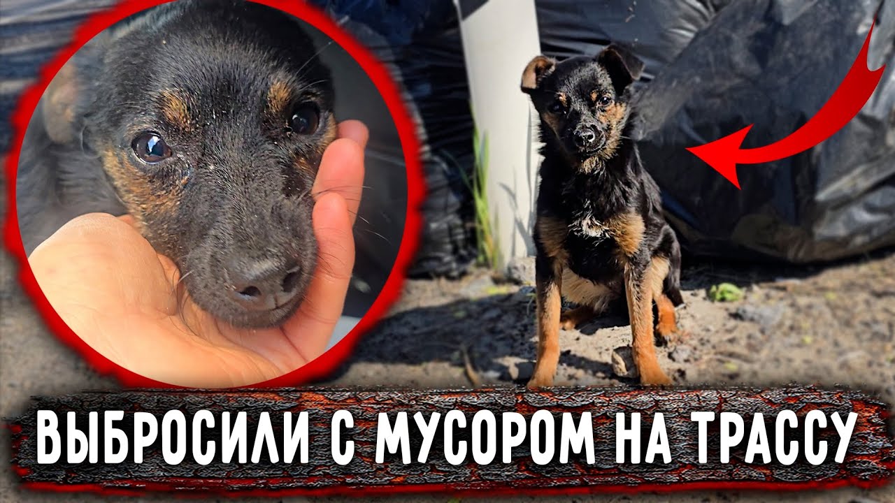 Маленькую собаку выбросили с мусором на трассу. За что? Не можем поймать. Историю смотреть до конца🙏