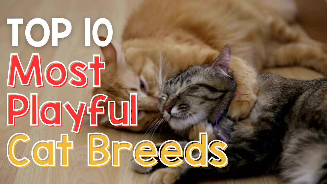 Top 10 Most Playful Cat Breeds