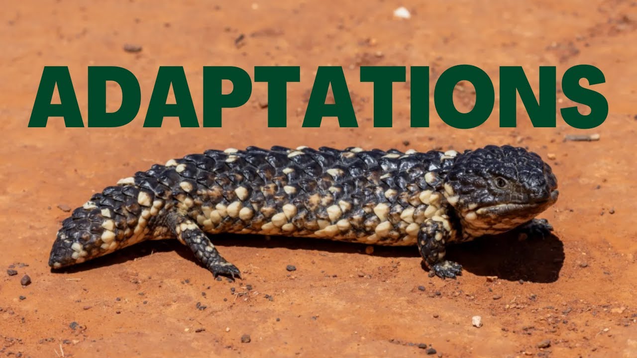 Shingleback Lizard Adaptations