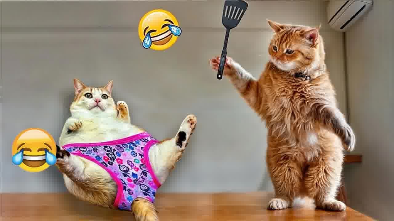Best Funniest Animal Videos 2024🤣Funny Dogs And Cats Videos Of The year😿🐈