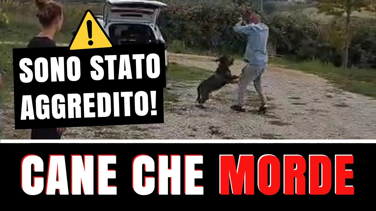 CANE CHE MORDE ⚠️ Aggressione VERA, trasformazione REALE. Guarda bene COSA SUCCEDE!
