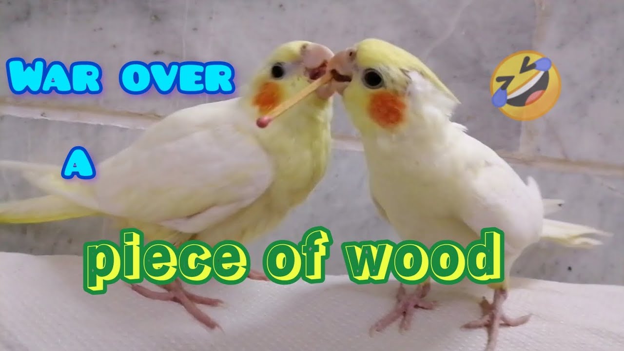 Two Cockatiels, One Piece of Wood, and an Incredibly Hilarious Argument! #birds #cockatiel #parrot
