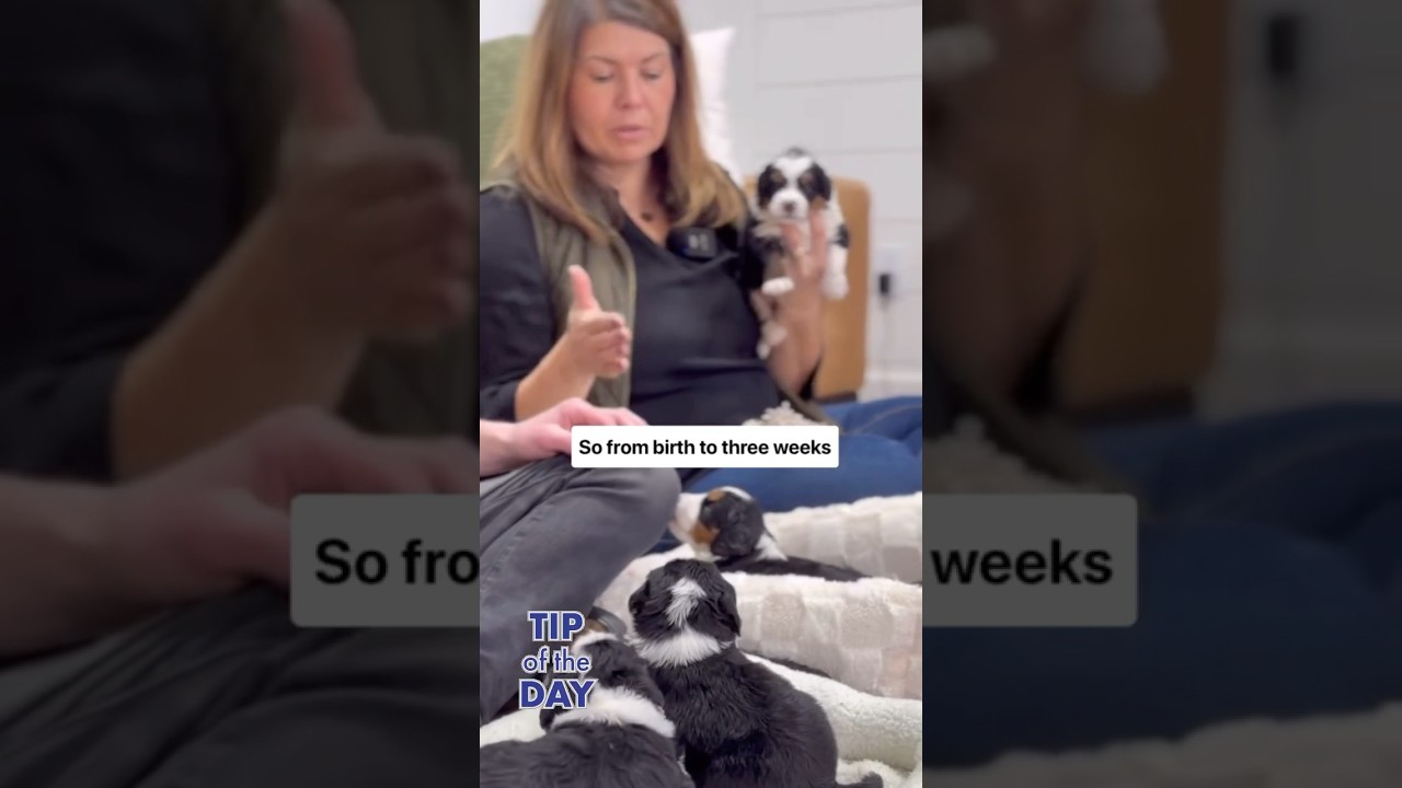 Tip of the day: What the natural weaning process looks like and how it helps puppy development 🌟
