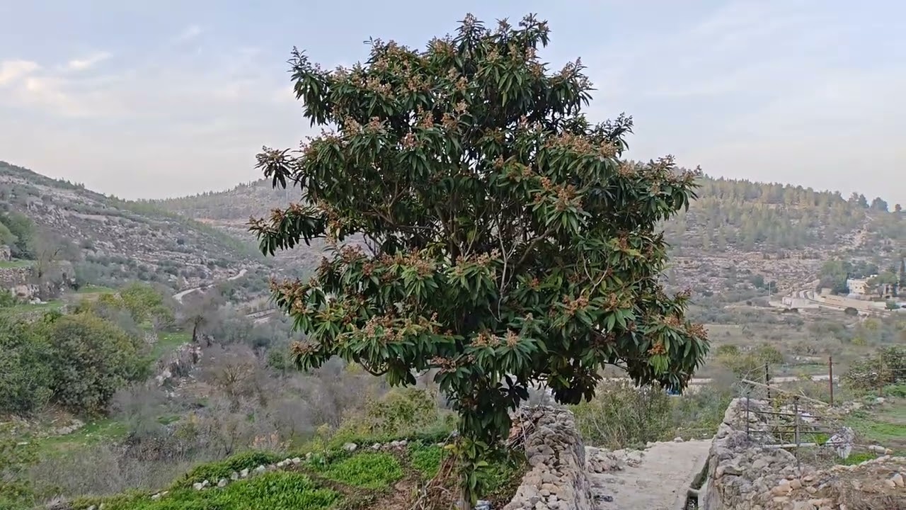 #Battir Landscape. طبيعة #بتير #relaxing #autumn #nature #مناظرطبيعيه #فلسطين #بيت لحم